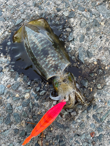 アオリイカの釣果