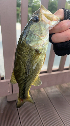 ラージマウスバスの釣果