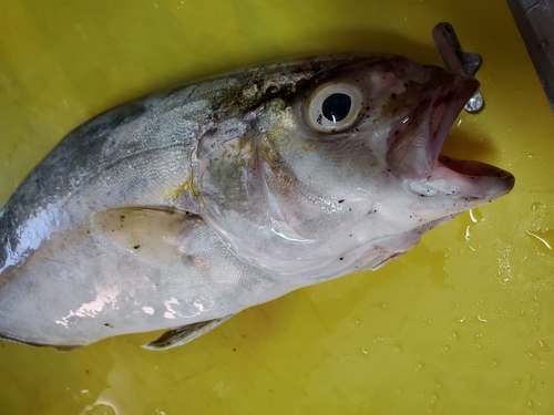 ネリゴの釣果