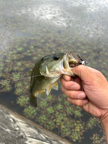 ラージマウスバスの釣果