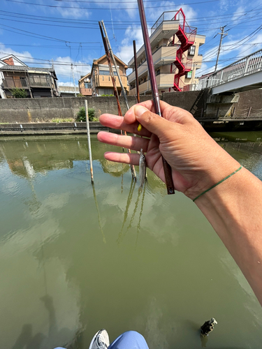 ウグイの釣果