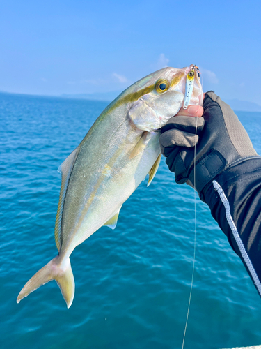 ネリゴの釣果