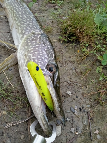 ノーザンパイクの釣果