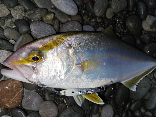 シオの釣果