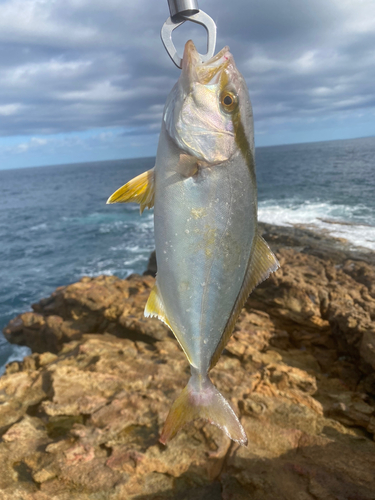 ショゴの釣果