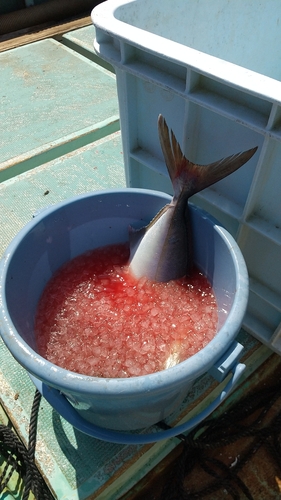 ネリゴの釣果