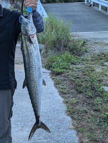 サワラの釣果