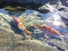 キジハタの釣果