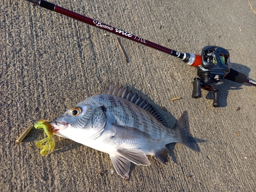 キビレの釣果