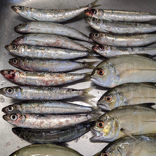 ウルメイワシの釣果