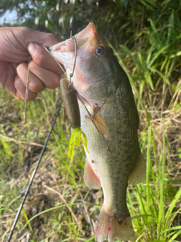 ブラックバスの釣果