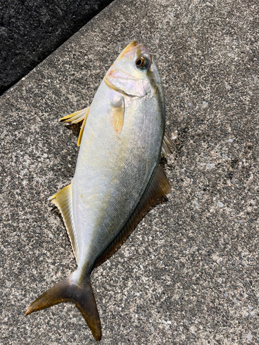 カンパチの釣果