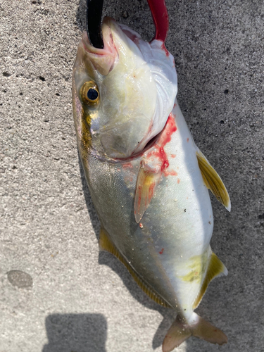 ショゴの釣果