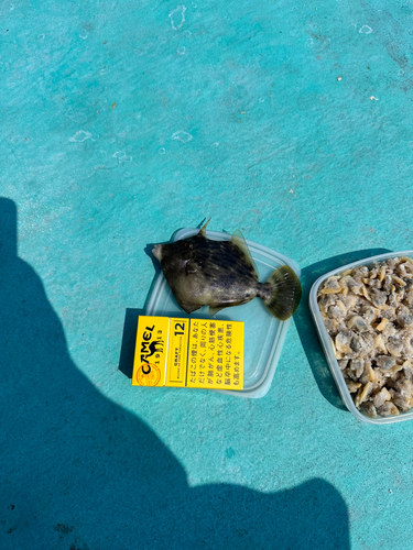 カワハギの釣果