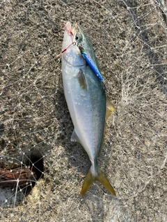 ツバスの釣果