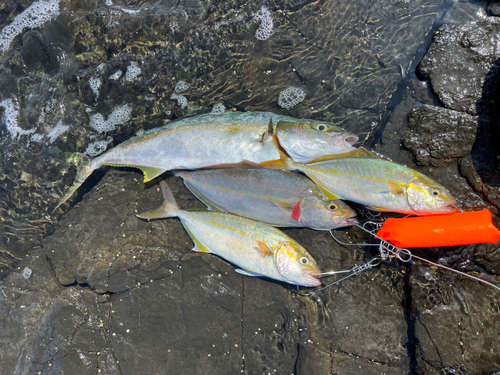 ヒラマサの釣果