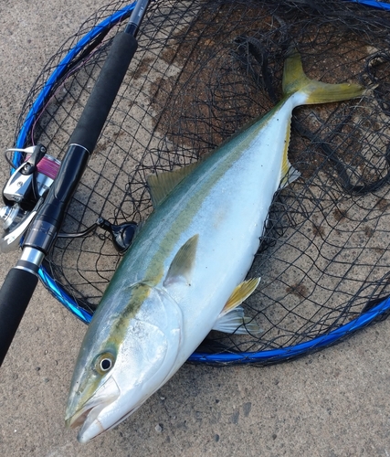 イナダの釣果