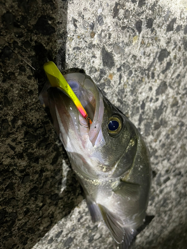 セイゴ（マルスズキ）の釣果