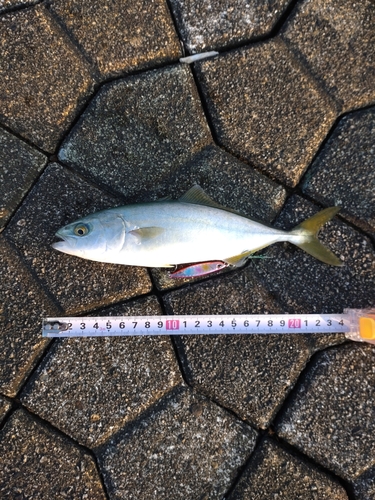 ツバイソの釣果