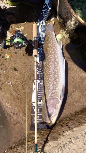 アメマスの釣果