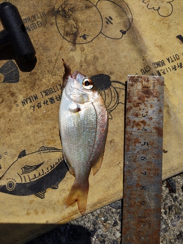 タイの釣果