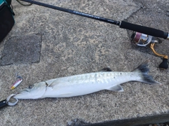 オニカマスの釣果