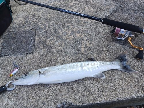 オニカマスの釣果