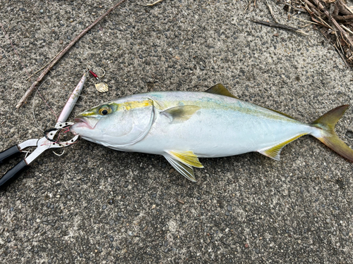 イナダの釣果