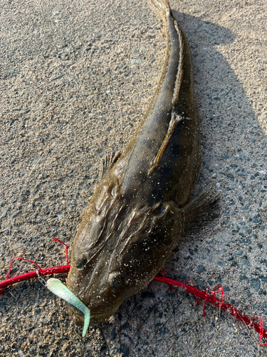 マゴチの釣果