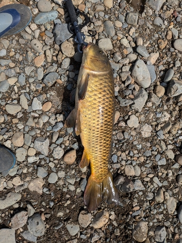 コイの釣果