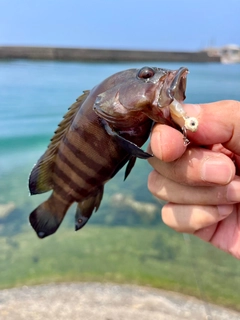 ヤミハタの釣果