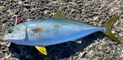 ヒラマサの釣果