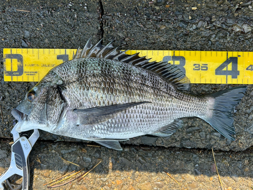 クロダイの釣果