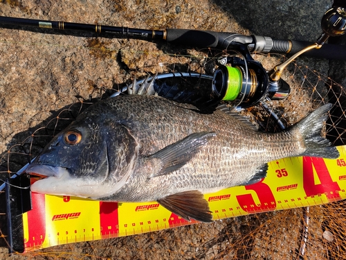 クロダイの釣果