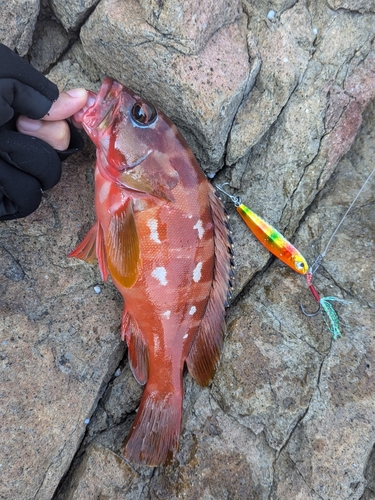 アカハタの釣果