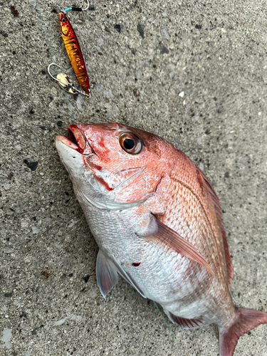 タイの釣果