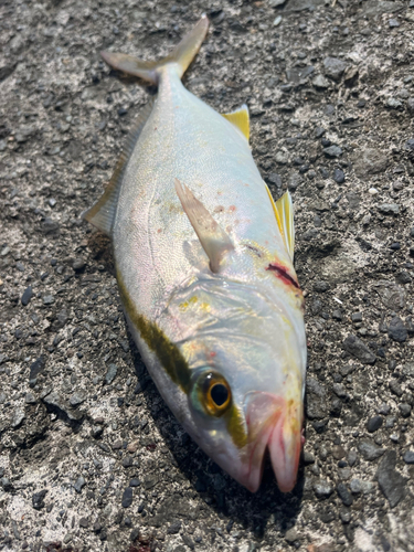 ショゴの釣果