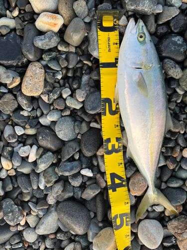 イナダの釣果