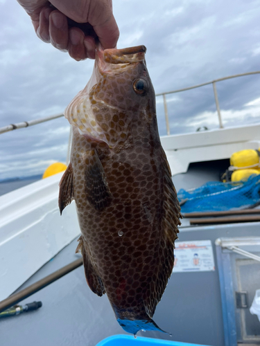 オオモンハタの釣果