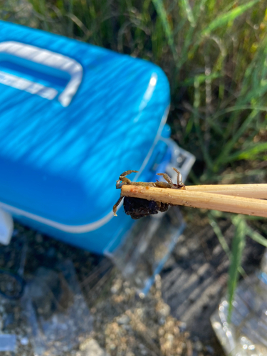 カニの釣果