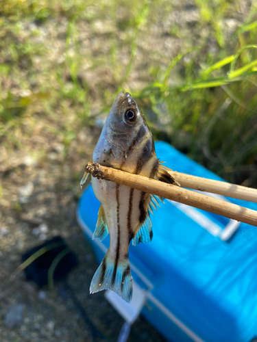 コトヒキの釣果