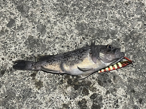 クロソイの釣果