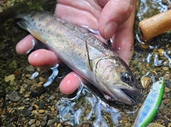 ヤマメの釣果