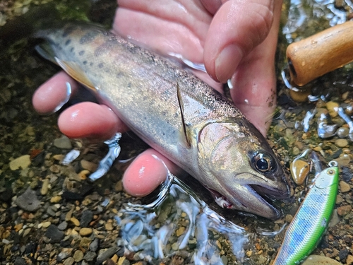 ヤマメの釣果