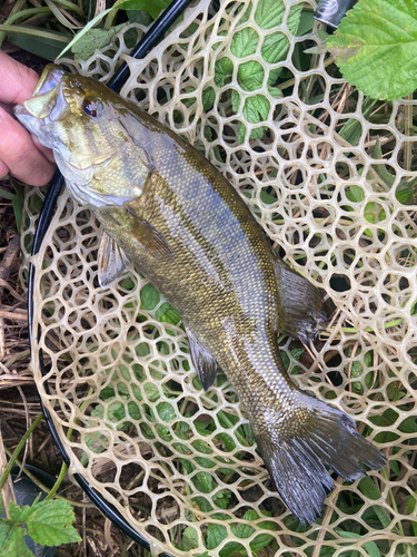 スモールマウスバスの釣果