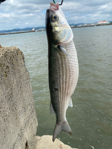 ボラの釣果