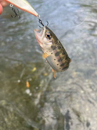 ヤマメの釣果