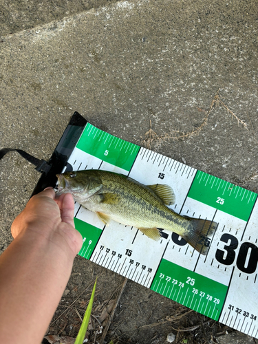 ブラックバスの釣果