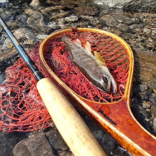 ヤマメの釣果