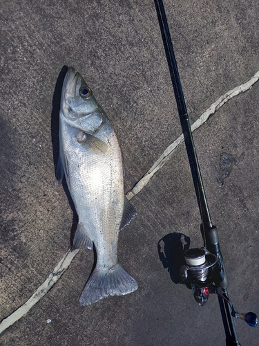 ヒラスズキの釣果